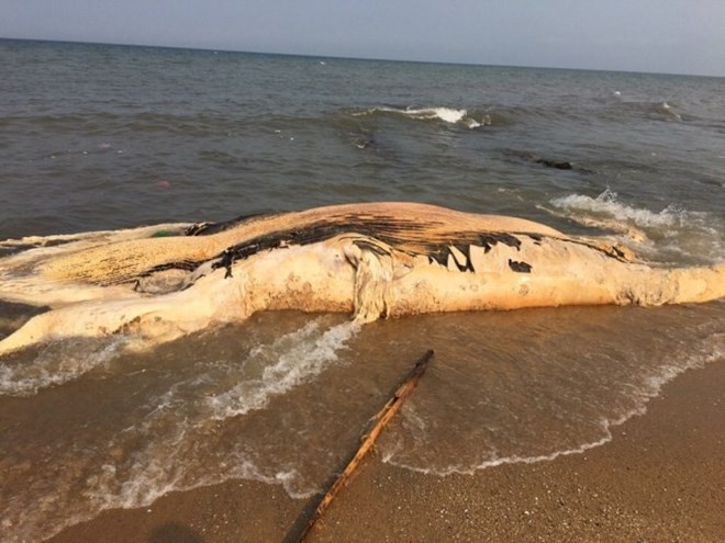 Xác cá voi nặng 5 tấn dạt vào bờ biển Quảng Bình