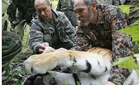 Hổ Siberia do Thủ tướng Putin chinh phục bị mất tích? (clip)