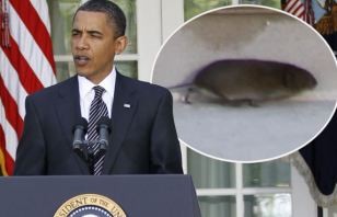 Video: Con chuột bí ẩn xuất hiện giữa bài phát biểu của Tổng thống Mỹ