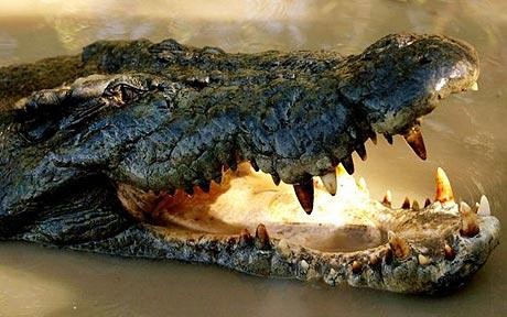 Tai nạn máy bay khiến 20 người tử nạn do cá sấu xổng