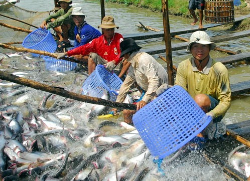 130 quốc gia tiêu thụ sản phẩm cá tra của Việt Nam