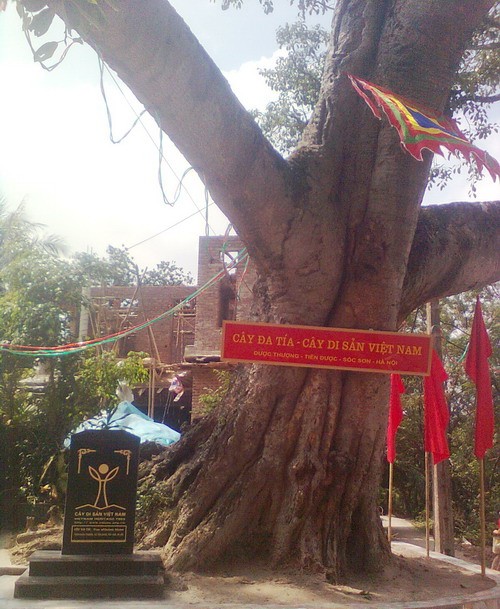 Công nhận cây đa Tía là cây di sản Việt Nam