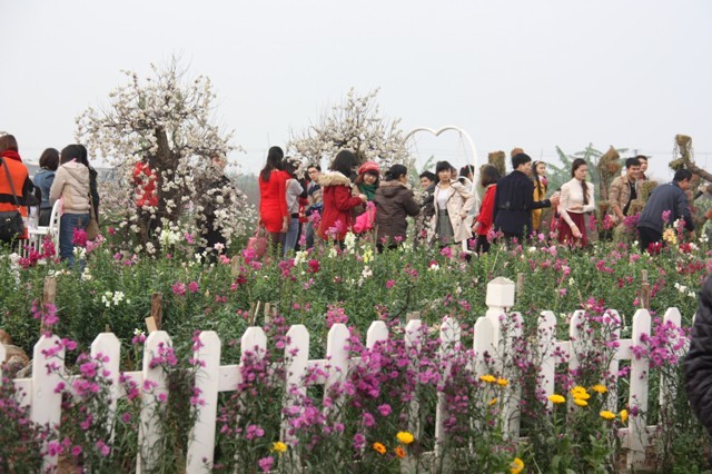 Vườn Nhật Tân: Đào giả hút giới trẻ
