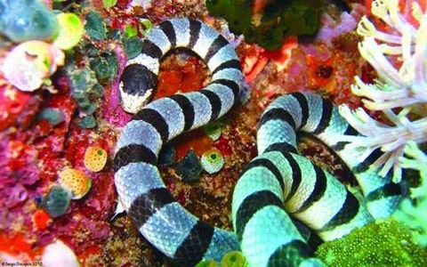 Chuyện về những loài rắn độc nhất hành tinh