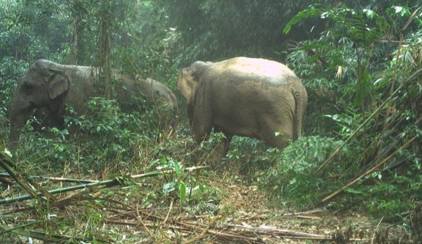 Hai cá thể voi rừng được phát hiện trên hòn đảo trong lòng hồ Ngàn Trươi qua bẫy ảnh. (Ảnh: Vườn Quốc gia Vũ Quang).