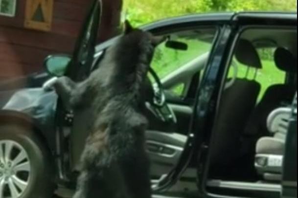 Video: Gấu đen thản nhiên...mở cửa rồi trèo vào ô tô