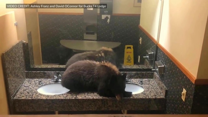 Gấu đen thản nhiên... ngủ say trong phòng tắm