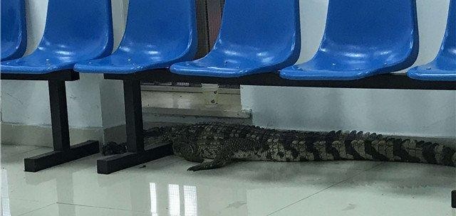 Con cá sấu trốn thoát khỏi một nhà hàng gần đó.