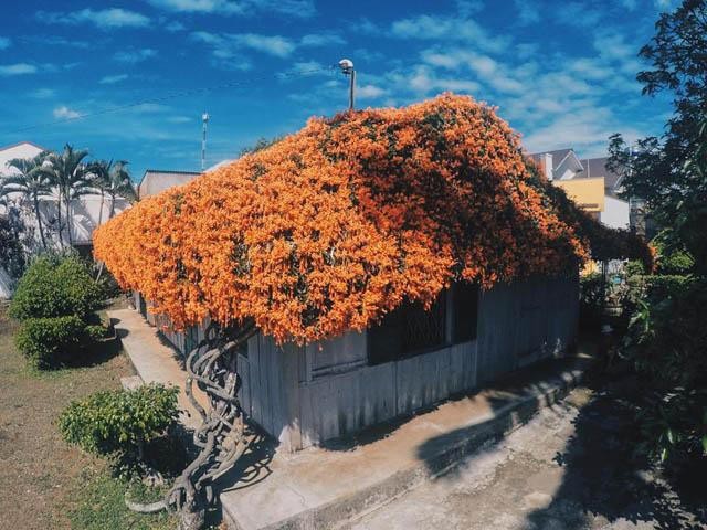 Ngôi nhà phủ đầy hoa da cam như truyện cổ tích ở Lâm Đồng.