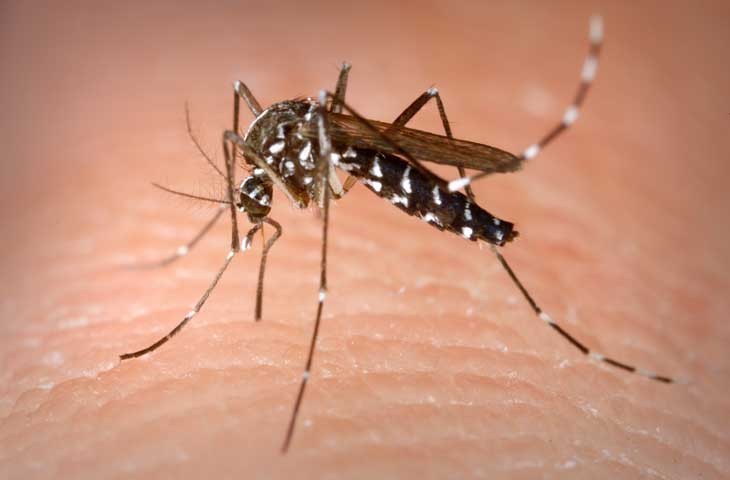  Bộ Y tế đề nghị giám sát chặt dịch bệnh sốt xuất huyết