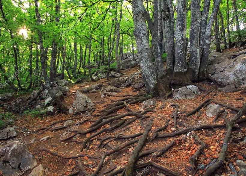 Khu rừng bí ẩn ở Latvia