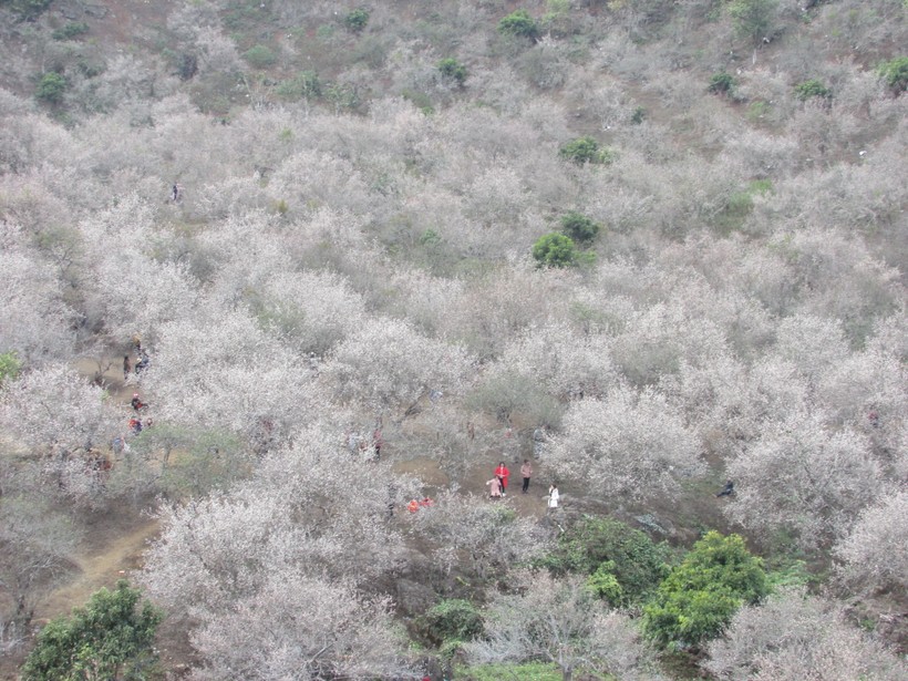 Hàng nghìn du khách đổ về Mộc Châu ngắm rừng mận nở hoa trắng xóa ảnh 3
