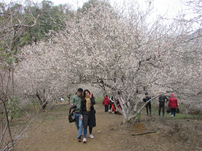 Hàng nghìn du khách đổ về Mộc Châu ngắm rừng mận nở hoa trắng xóa ảnh 5