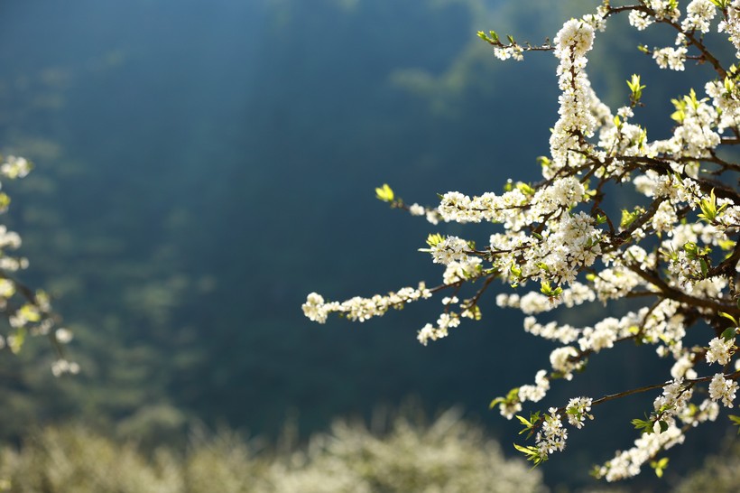 Hàng nghìn du khách đổ về Mộc Châu ngắm rừng mận nở hoa trắng xóa ảnh 4