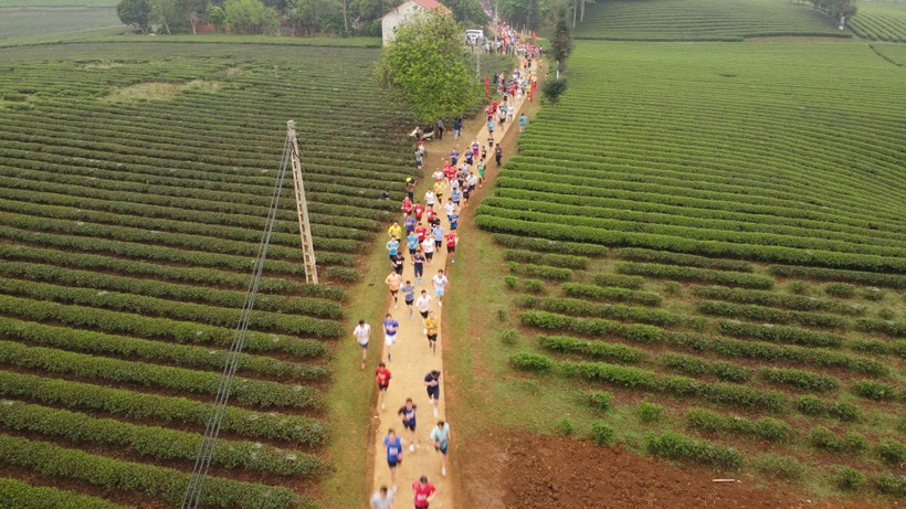 Các vận động viên đang chạy trên cung đường bao phủ chè xanh mướt tại Phổng Lái.