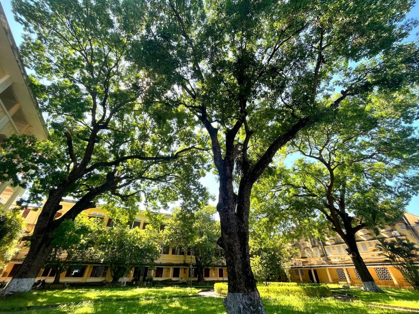 Khuôn viên xanh mát tại Trường ĐH Khoa học, ĐH Huế.