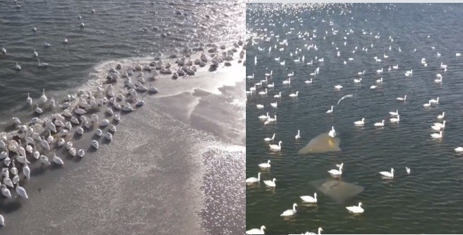 Video: Hàng nghìn thiên nga trắng cùng xuất hiện ở biển Caspi, Kazakhstan