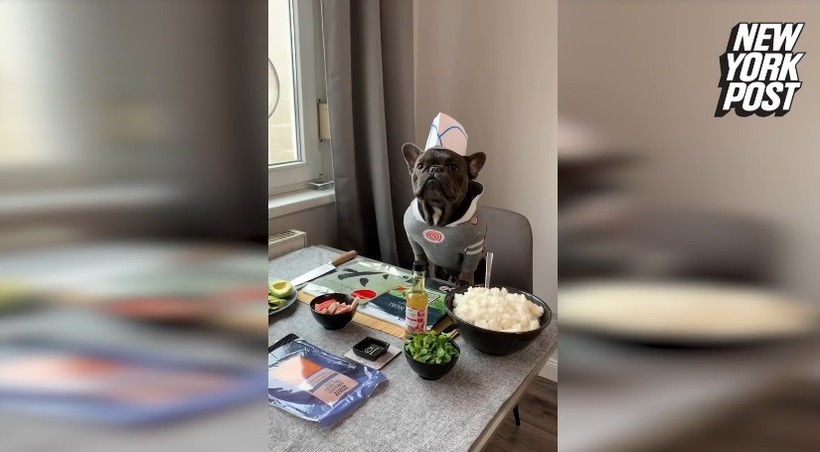 Video: Chó bull Pháp làm đầu bếp