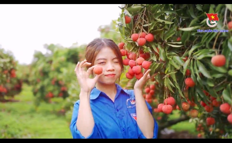 Video: Vườn vải Lục Ngạn trĩu quả đẹp mắt dưới ống kính của đoàn viên Bắc Giang