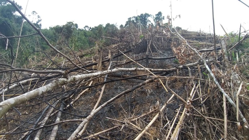 Vạt rừng tự nhiên rộng 3,7ha bị chặt và đốt phá tại xã Châu Phong, Quỳ Châu, Nghệ An