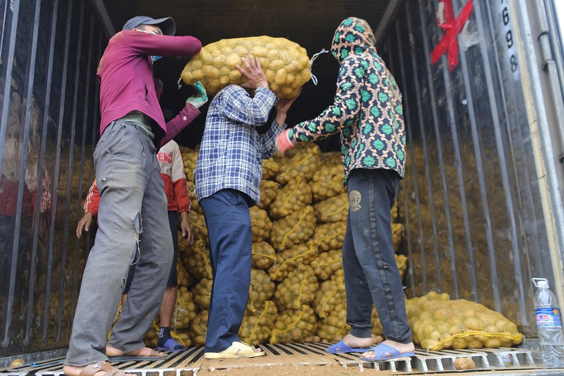 Nông dân Nghệ An phấn khởi vì khoai tây được mùa, được giá.