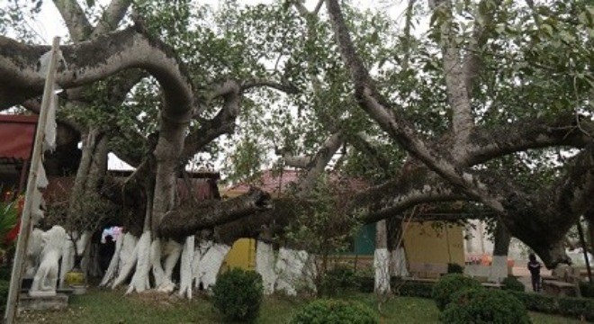 Chiêm ngưỡng những gốc cây kỳ lạ nhất Việt Nam