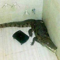 Kinh hãi phát hiện cá sấu trong phòng tắm