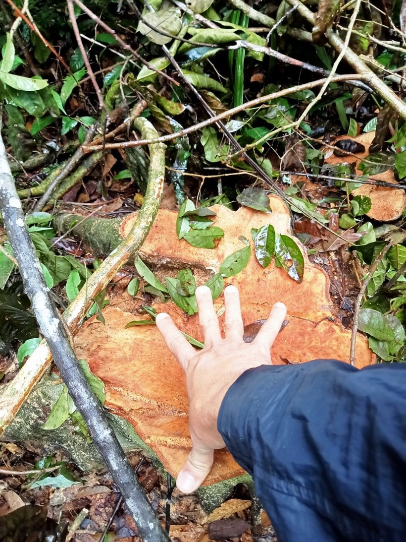 Xin gia hạn thời gian báo cáo vụ phá rừng ở Thanh Hóa ảnh 1