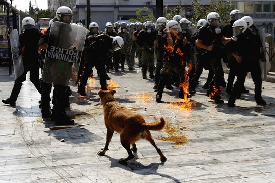 Loukanikos nổi tiếng ở Hy Lạp bởi thường xuyên tham gia các cuộc biểu tình ở tuyến đầu. Ảnh: Reuters
