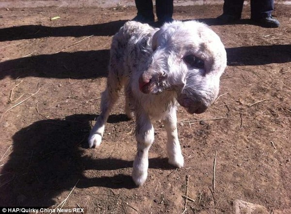 Bức ảnh được chụp ảnh khi chú cừu được một ngày tuổi và trông giống như bất kỳ chú cừu nào ngoại trừ nó có hai đầu.