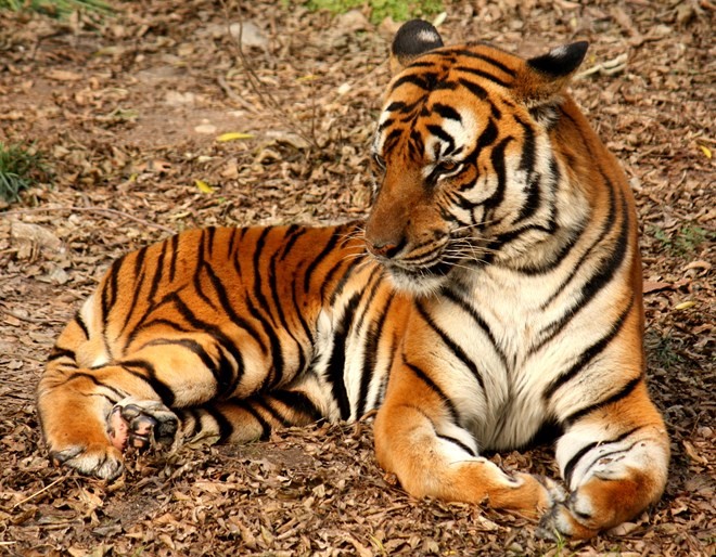 Số lượng hổ hoang dã trong tự nhiên sẽ được xác định vào 2016