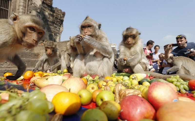 Tưng bừng tiệc buffet dành riêng cho khỉ ở Thái Lan