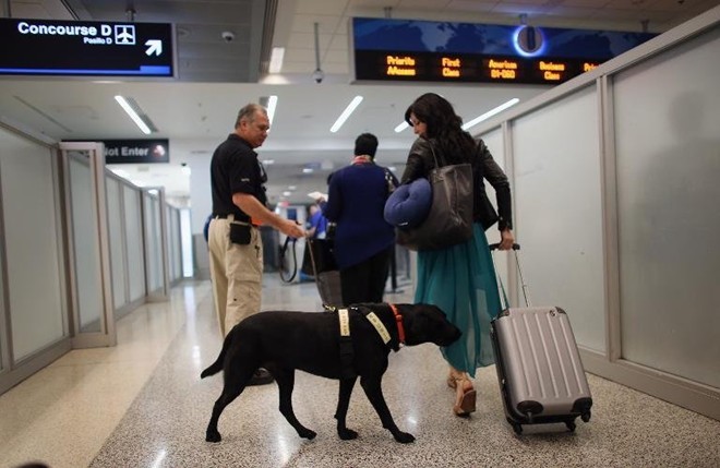 Chó nghiệp vụ kiểm tra hành lý tại sân bay Miami. Ảnh: AFP