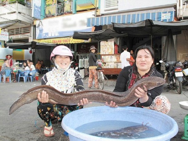 Cá khủng dính lưới ngư dân Việt trong năm 2014