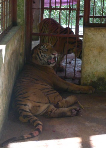 Bàn giao hai con hổ từ Pù Mát về Hà Nội
