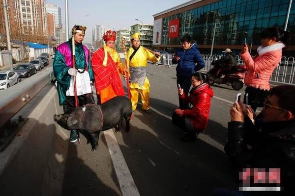 Kỳ quặc “thầy trò Đường Tăng” dắt lợn trên phố