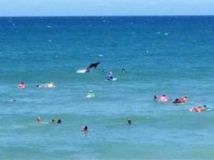 Chú cá mập lượn quanh những người lướt sóng trong khoảng 15 phút rồi bỏ đi