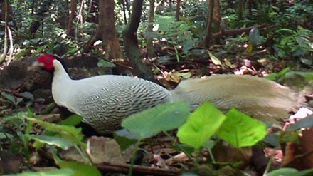 Gà lôi trắng được phát hiện tại Khe Nước. Trong Ảnh: Trung tâm Bảo tồn Thiên nhiên Việt.