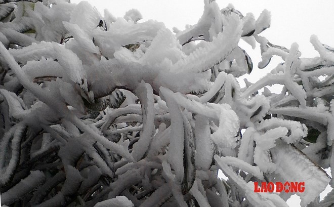 Chùm ảnh: Băng tuyết trắng trời Phanxipang