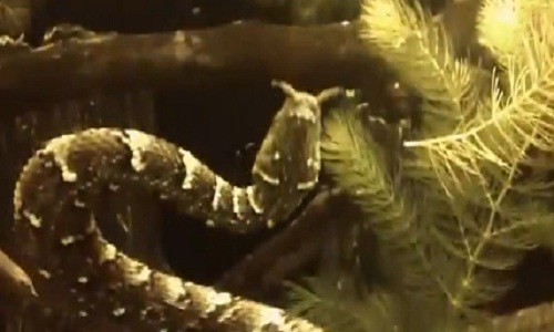 Kỳ lạ loài rắn dùng “râu” quyến rũ con mồi