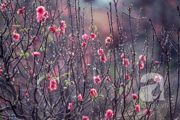 Có những gốc đào ở Nhật Tân đã bung nở hoa sớm trước Tết cả tháng. Ảnh: Lê Đức