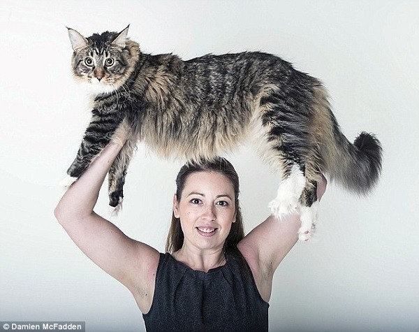 Mèo "bé bự" nặng đến... 11kg