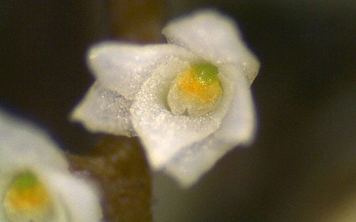 Hoa lan nhỏ nhất thế giới