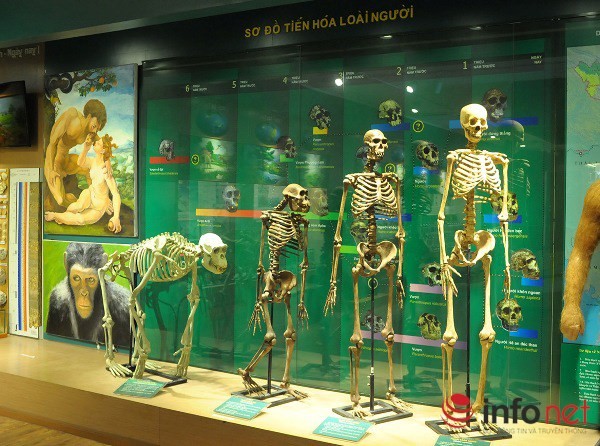 Xem mẫu vật khủng long, hổ, báo, gấu... ở Bảo tàng Thiên nhiên Việt Nam