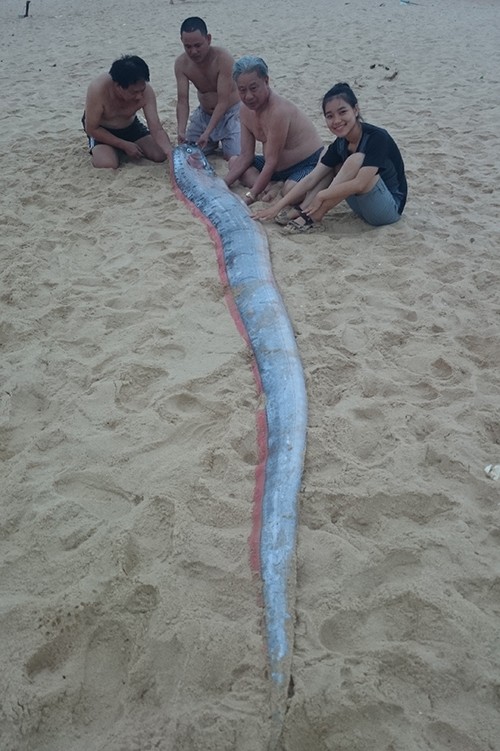 Cá dài 4 mét dạt vào bờ biển Quảng Bình