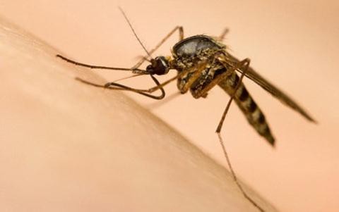 Việt Nam nuôi được muỗi phòng Zika?