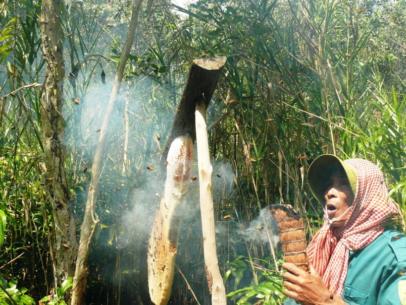 Người dân Cà Mau gác kèo ong.
