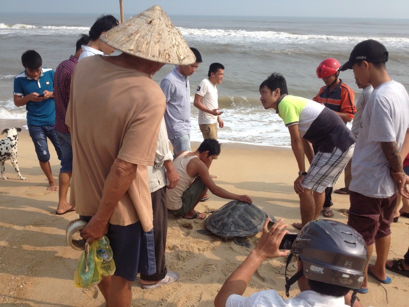Đại diện Chi cục Khai thác và Bảo vệ nguồn lợi Thủy sản cùng người dân  thôn Tân Dương thả con rùa biển trở lại biển.