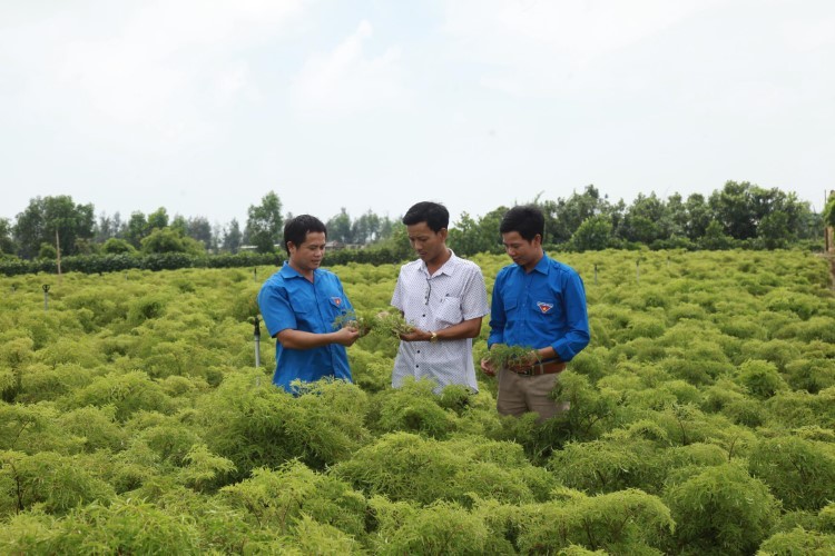 Phát triển nghề trồng cây dược liệu theo hướng nông nghiệp hiện đại cho thu nhập cao tại xã Hải Đông, Hải Hậu, Nam Định.