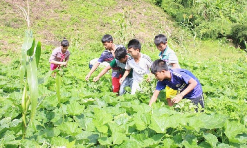 Ngoài giờ học tập trên lớp, thầy và trò Trường Phổ thông DTNT huyện Phước Sơn còn tăng gia, sản xuất để cải thiện bữa ăn hằng ngày. Ảnh: TG